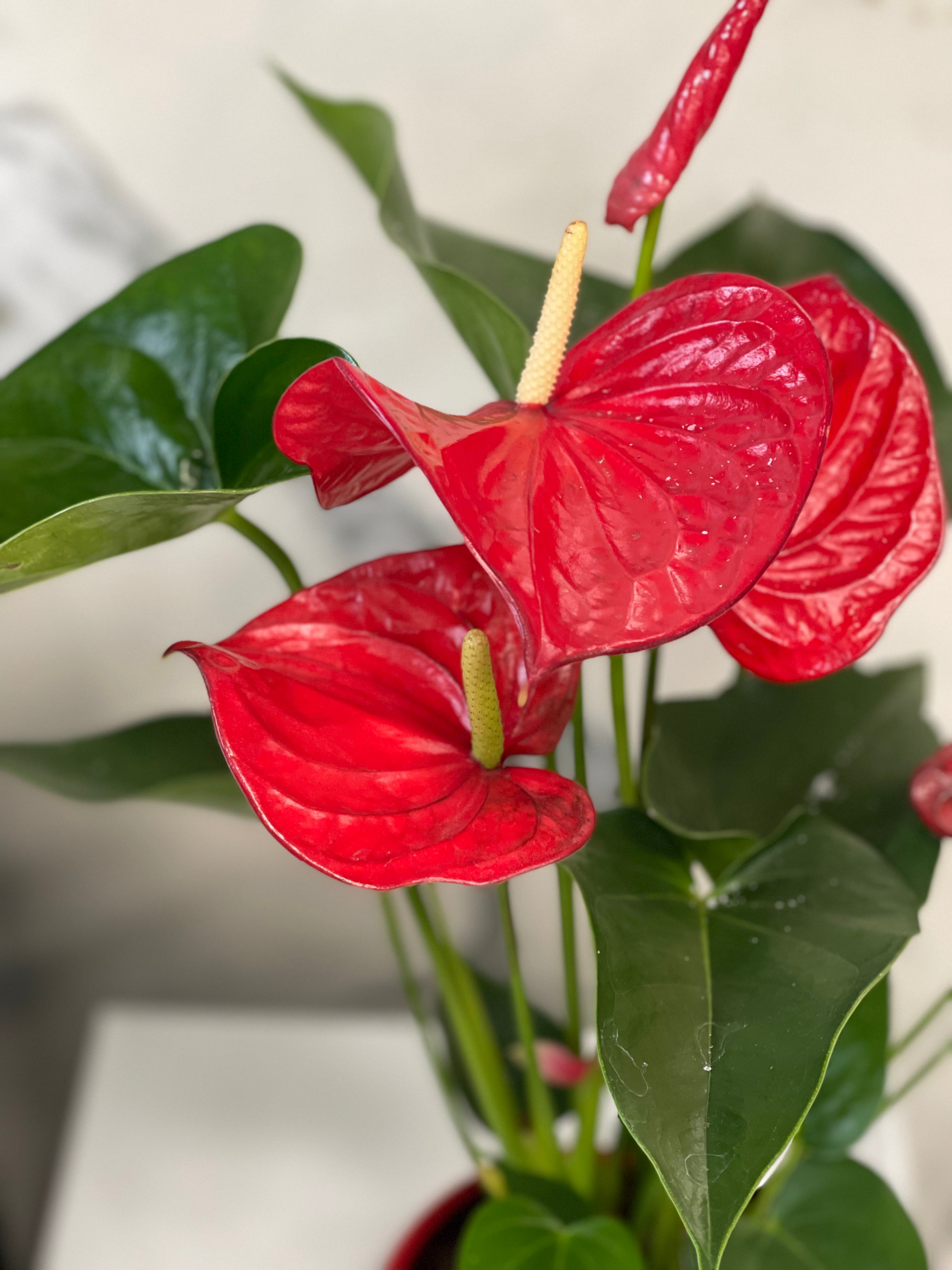 Rode anthurium