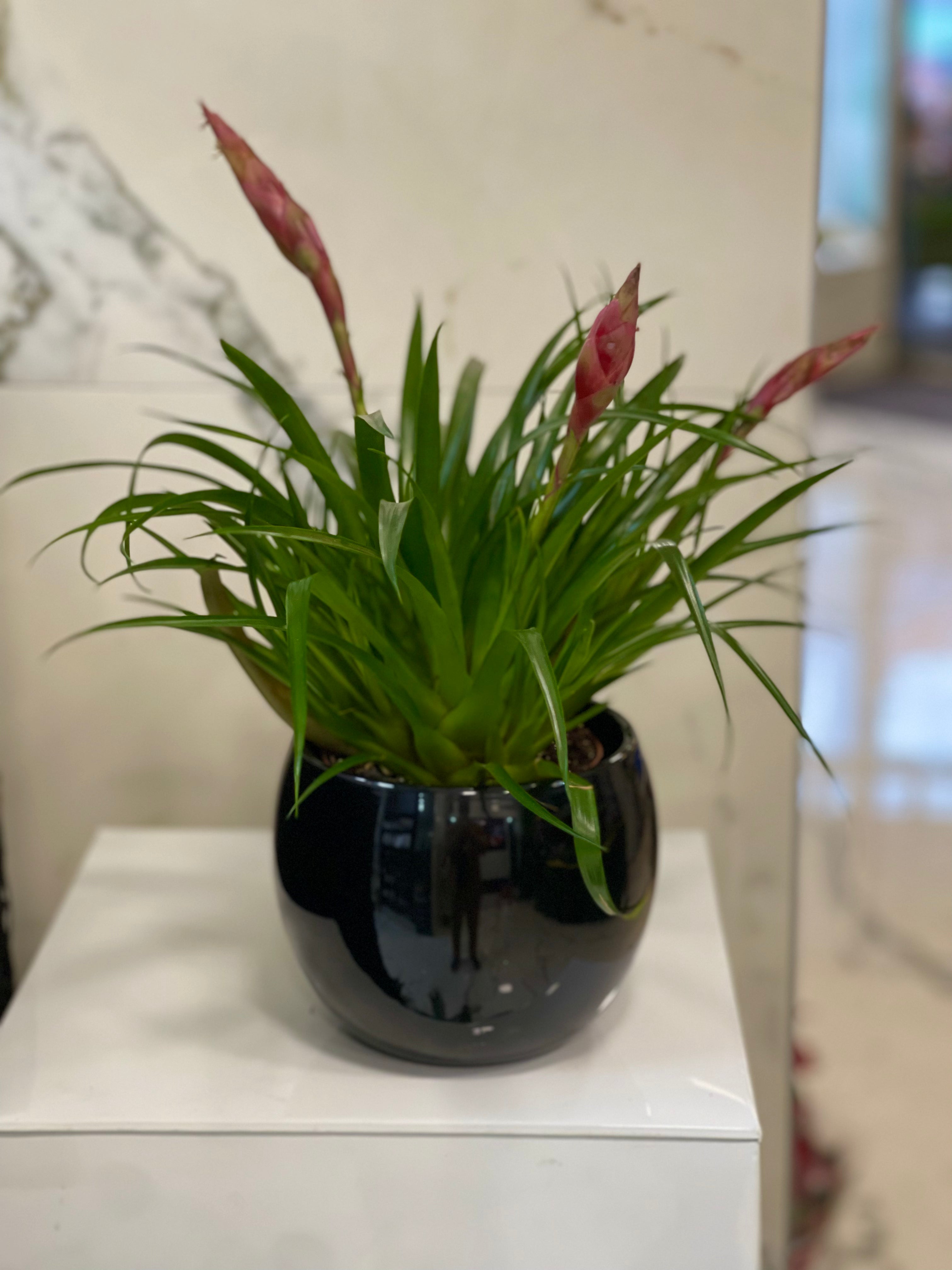 Bromelia plant met pot