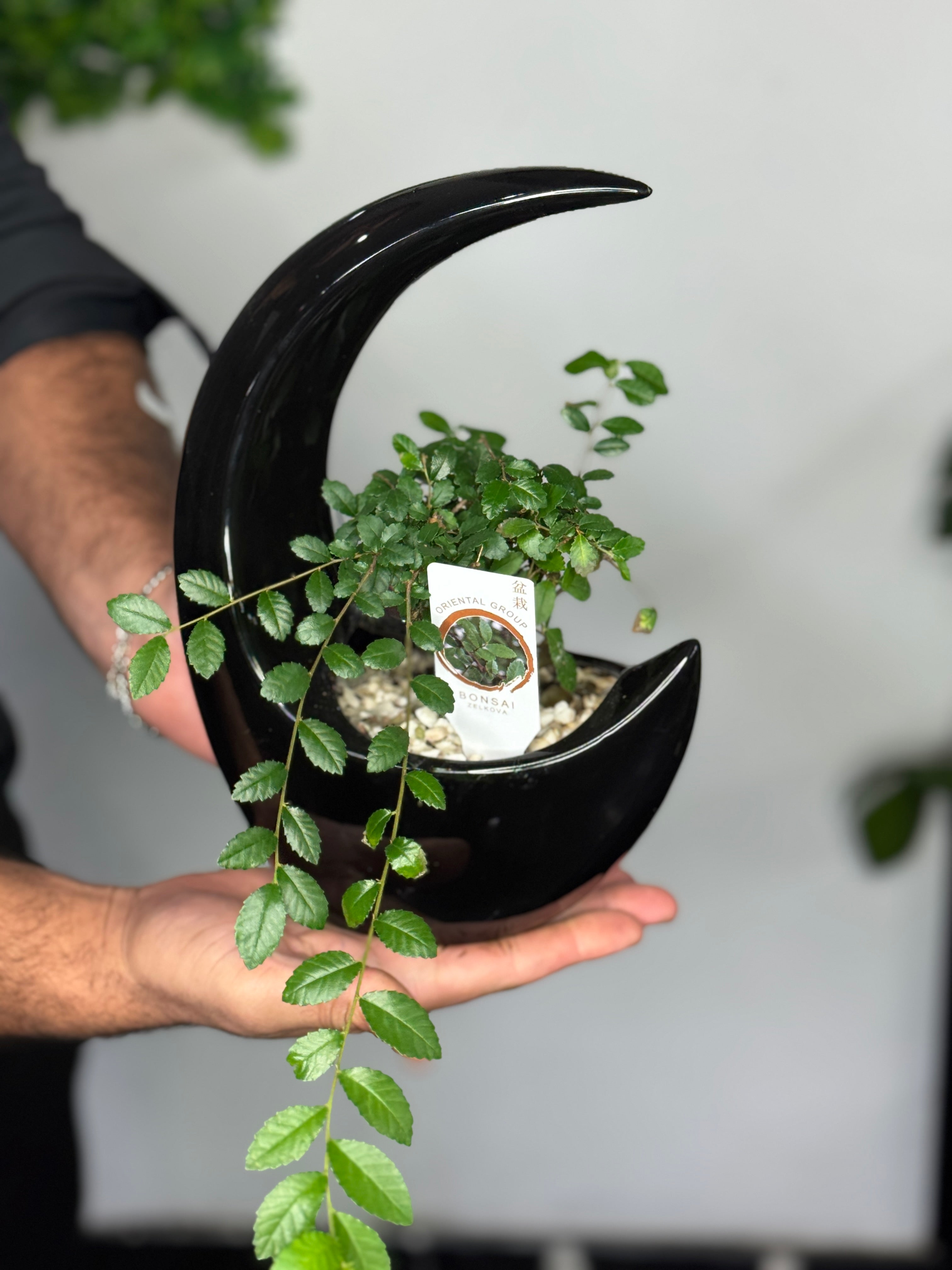Ficus bonsai