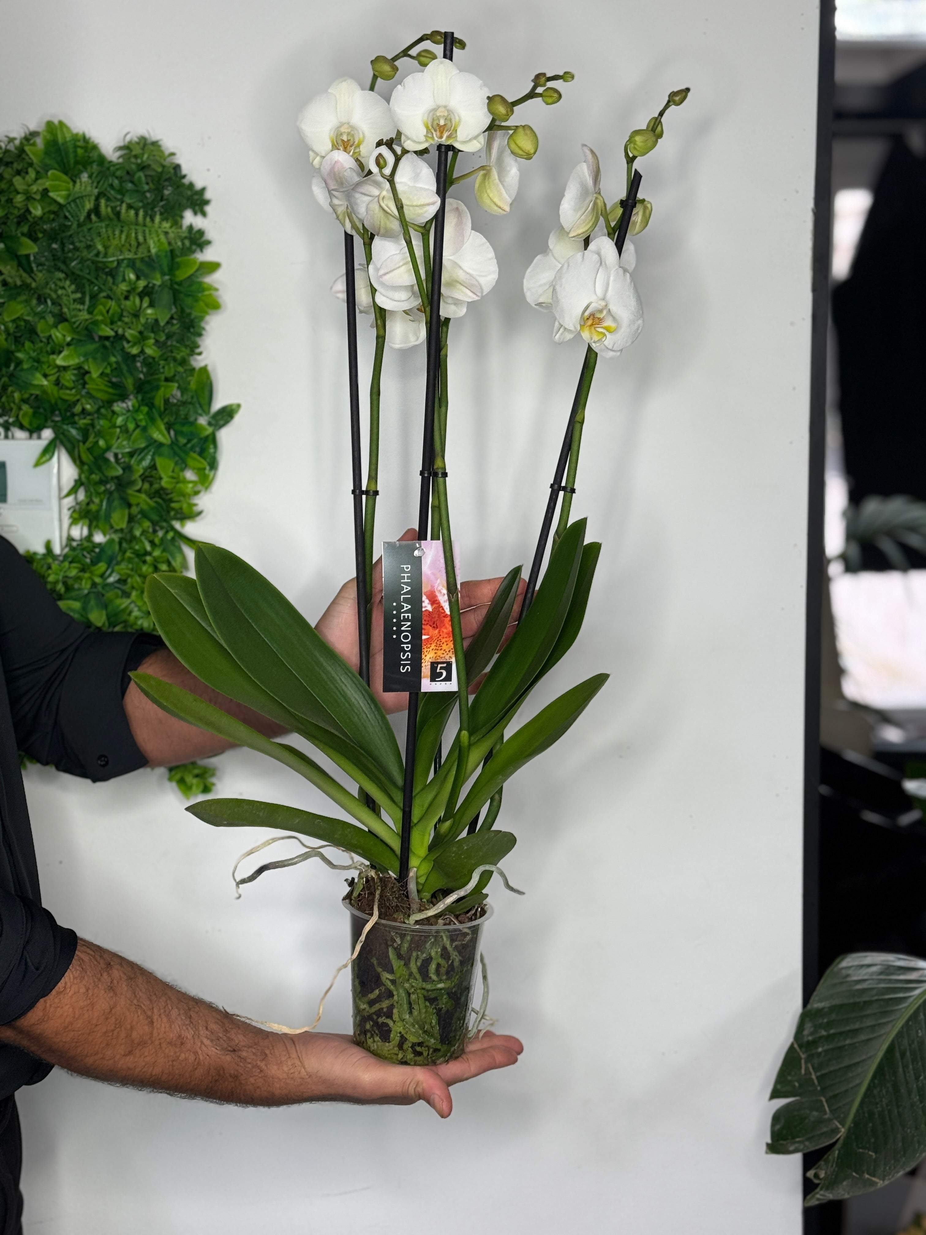 Witte orchideeën