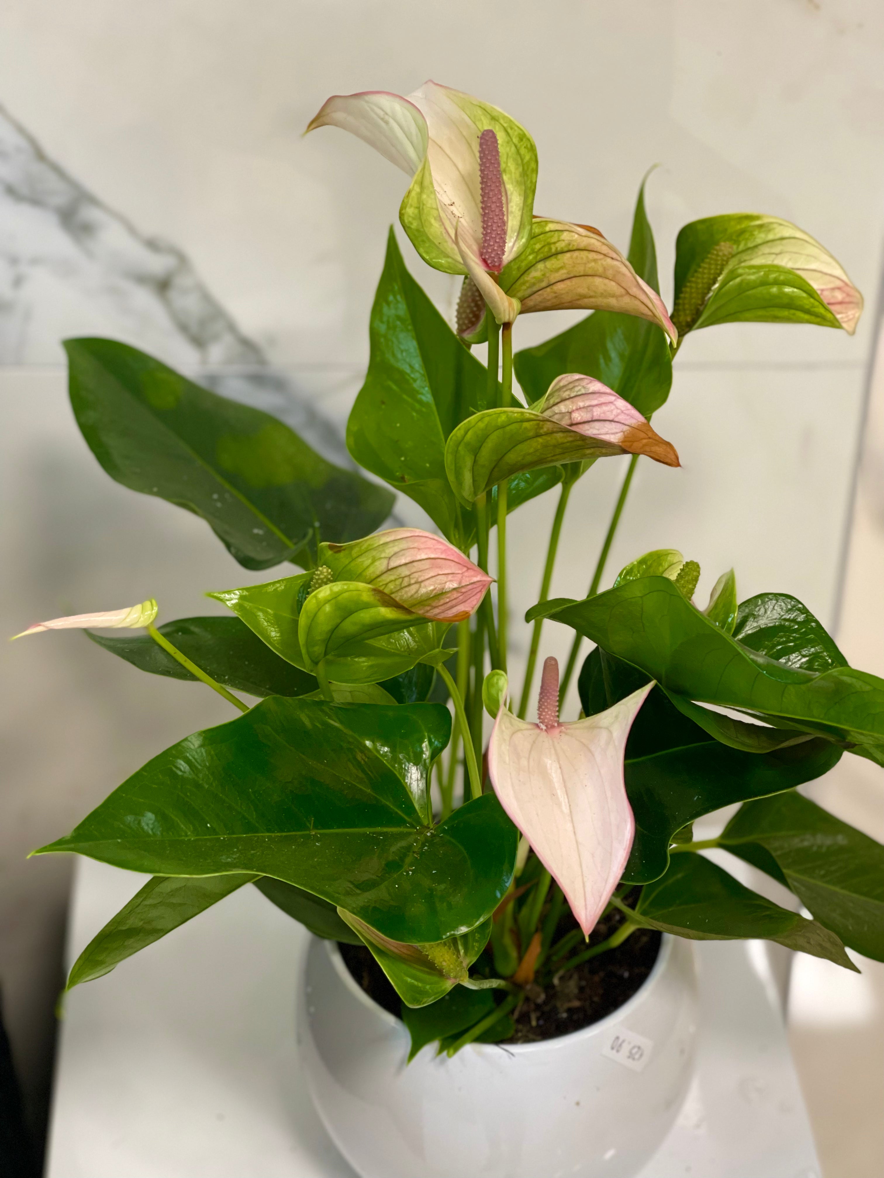 Anthurium