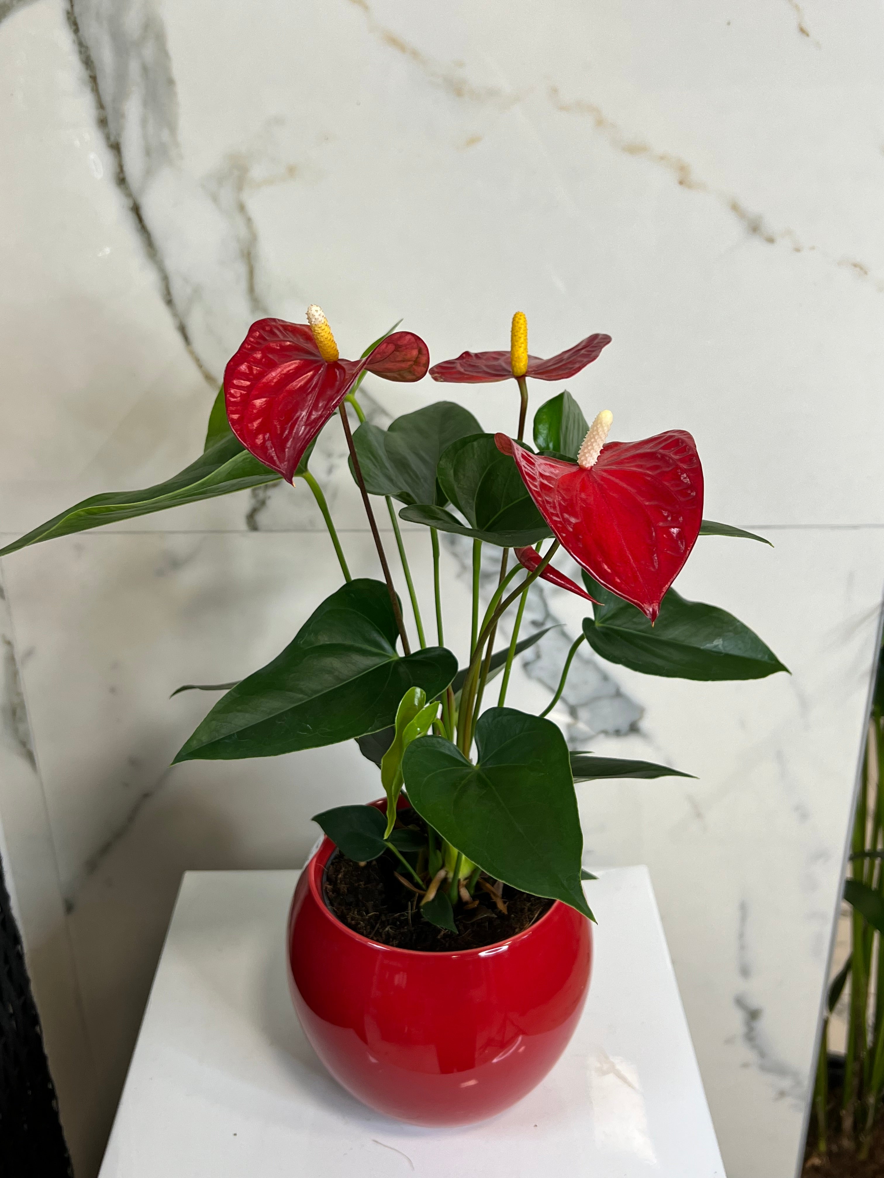 Anthurium