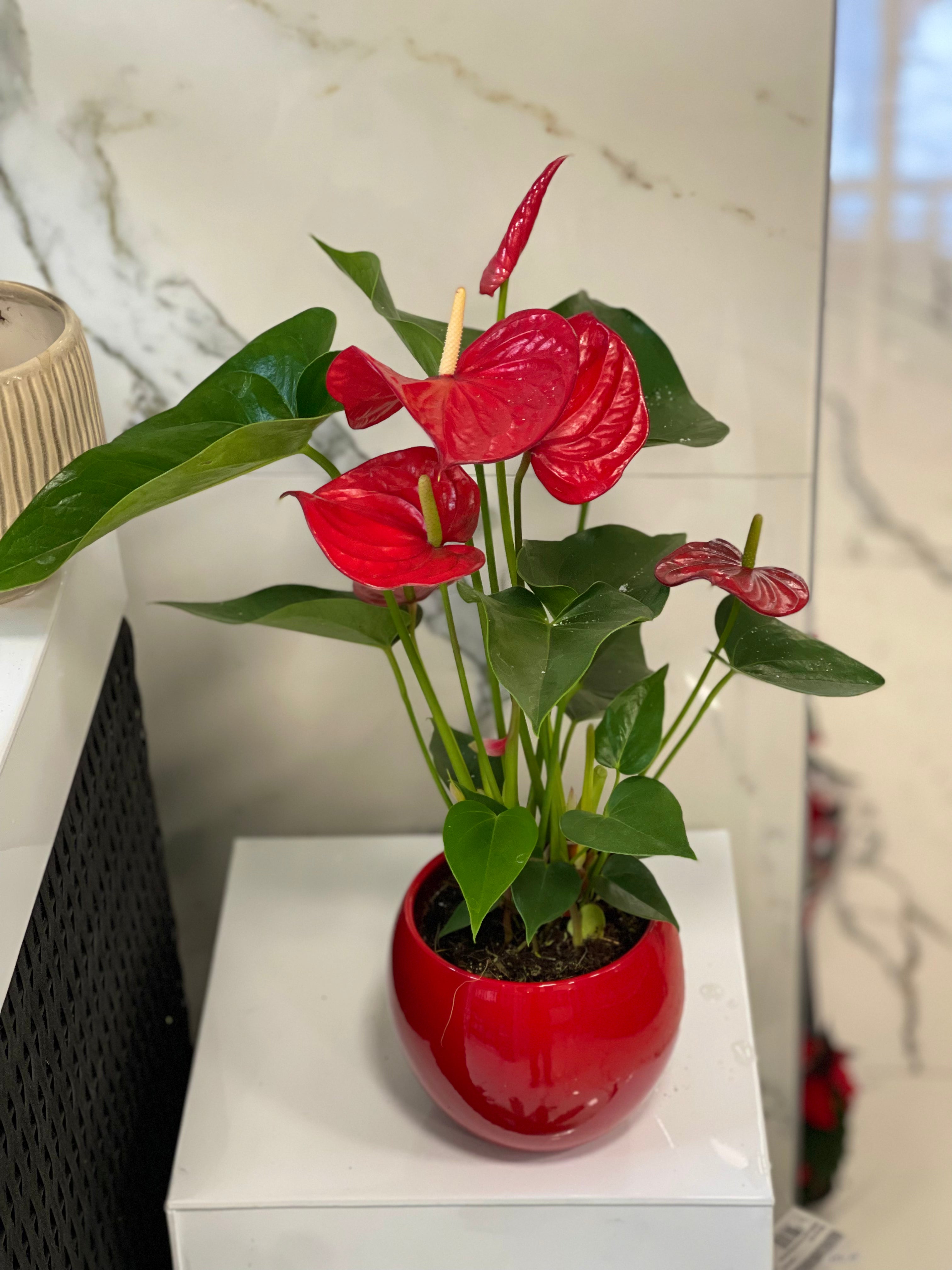 Rode anthurium