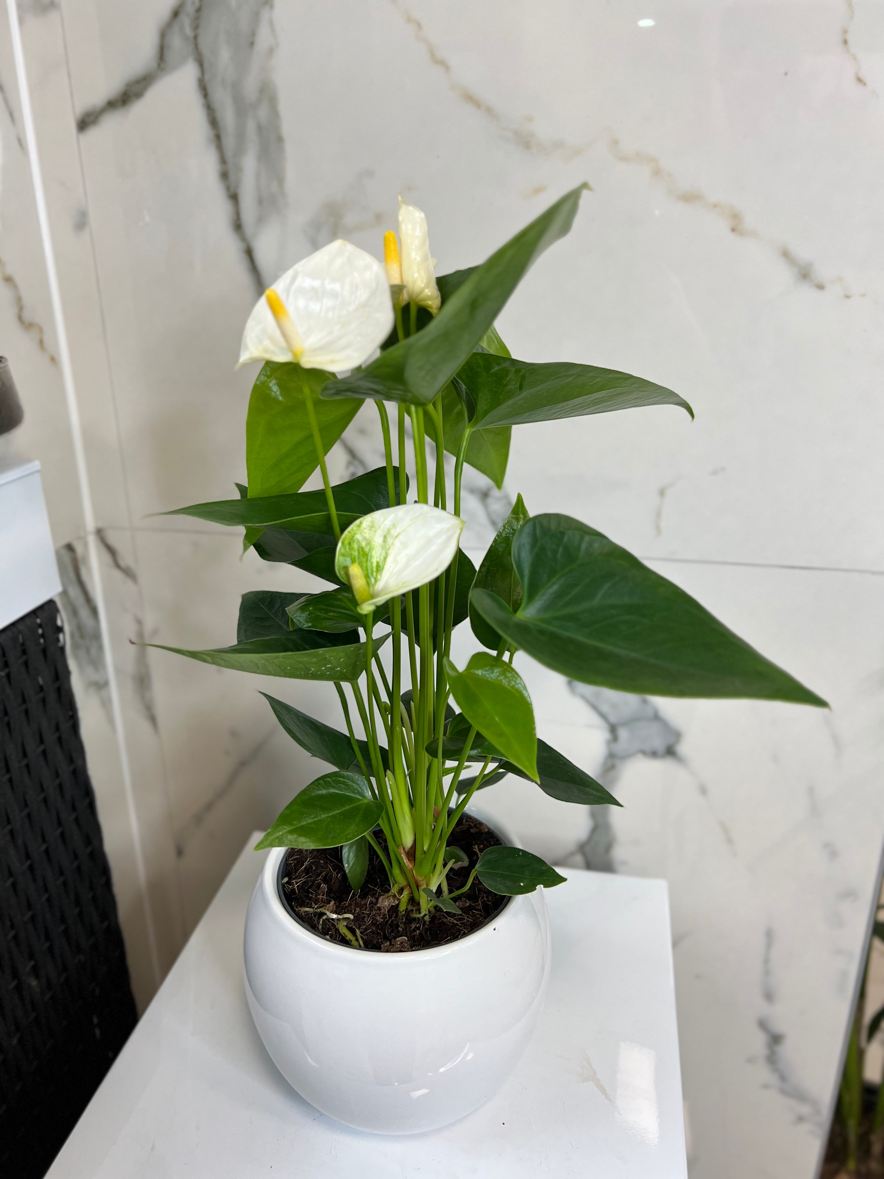 Anthurium