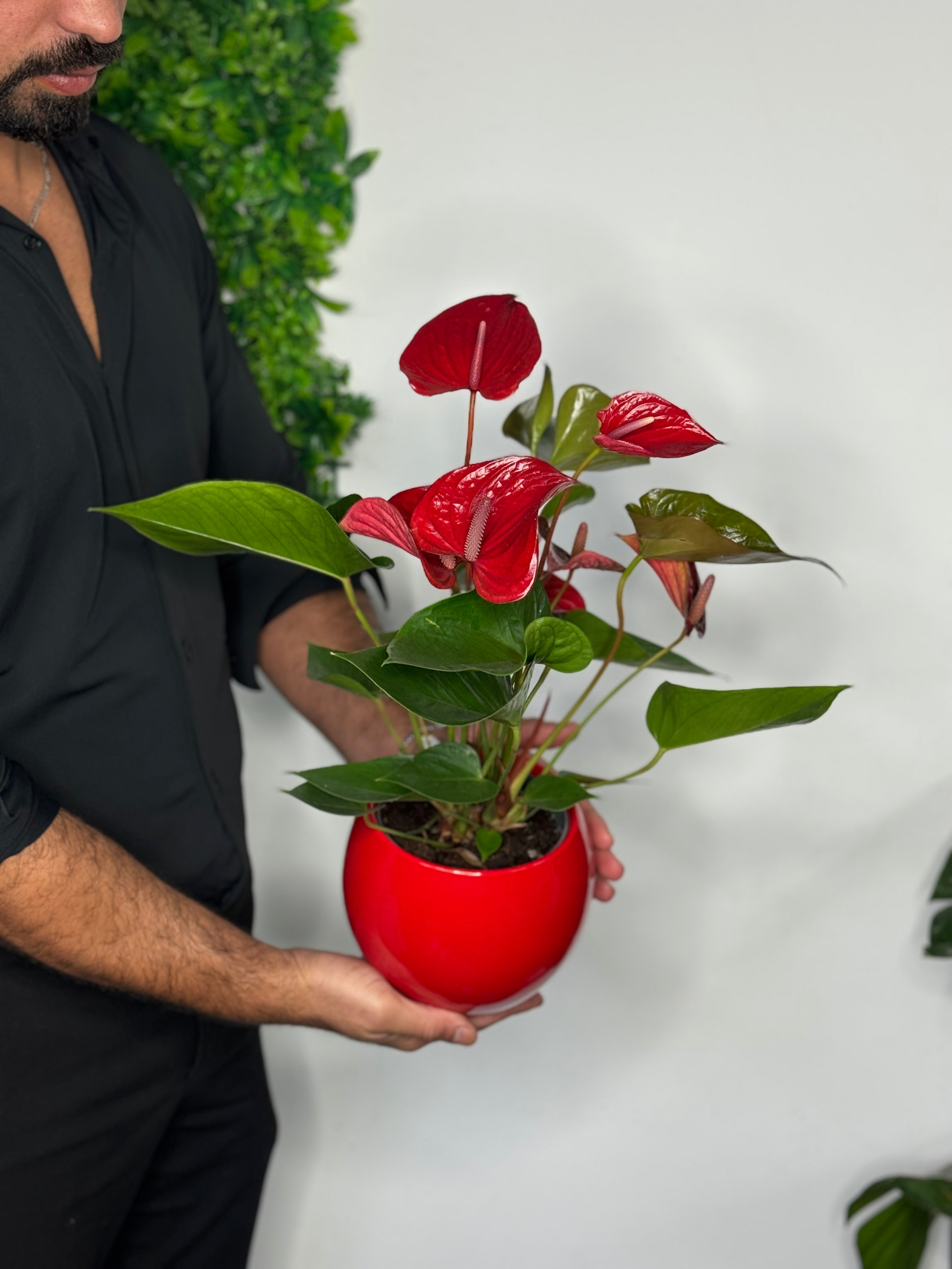 Rode Anthurium met pot