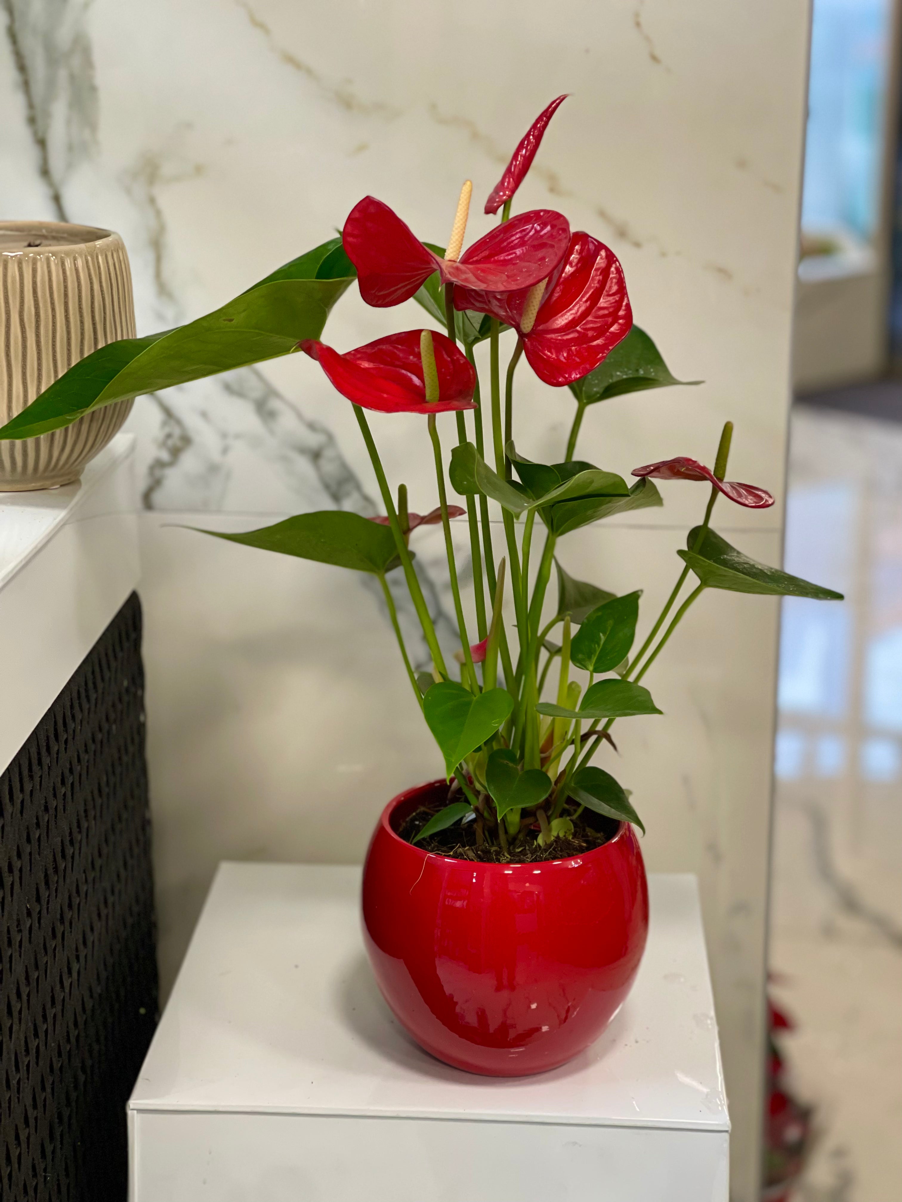 Rode anthurium