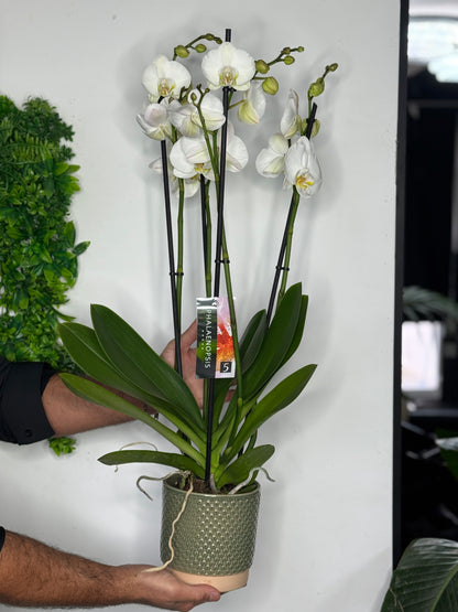 Witte orchideeën