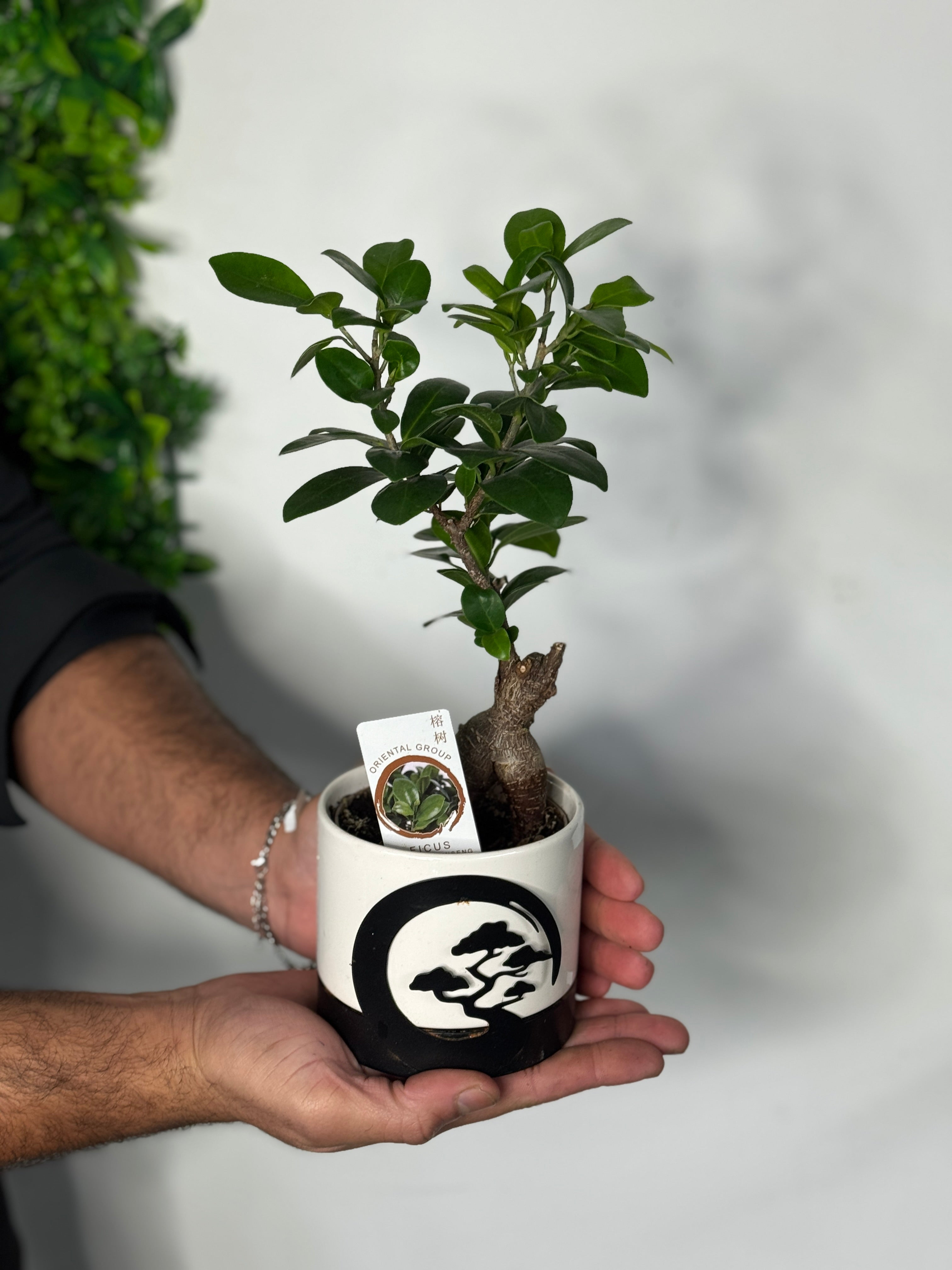 Ficus bonsai met pot