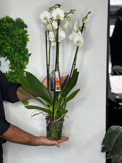 Witte orchideeën