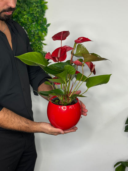 Rode Anthurium met pot