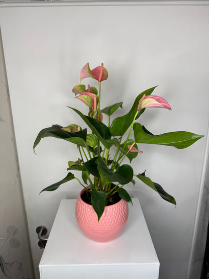Roze Anthurium met de pot