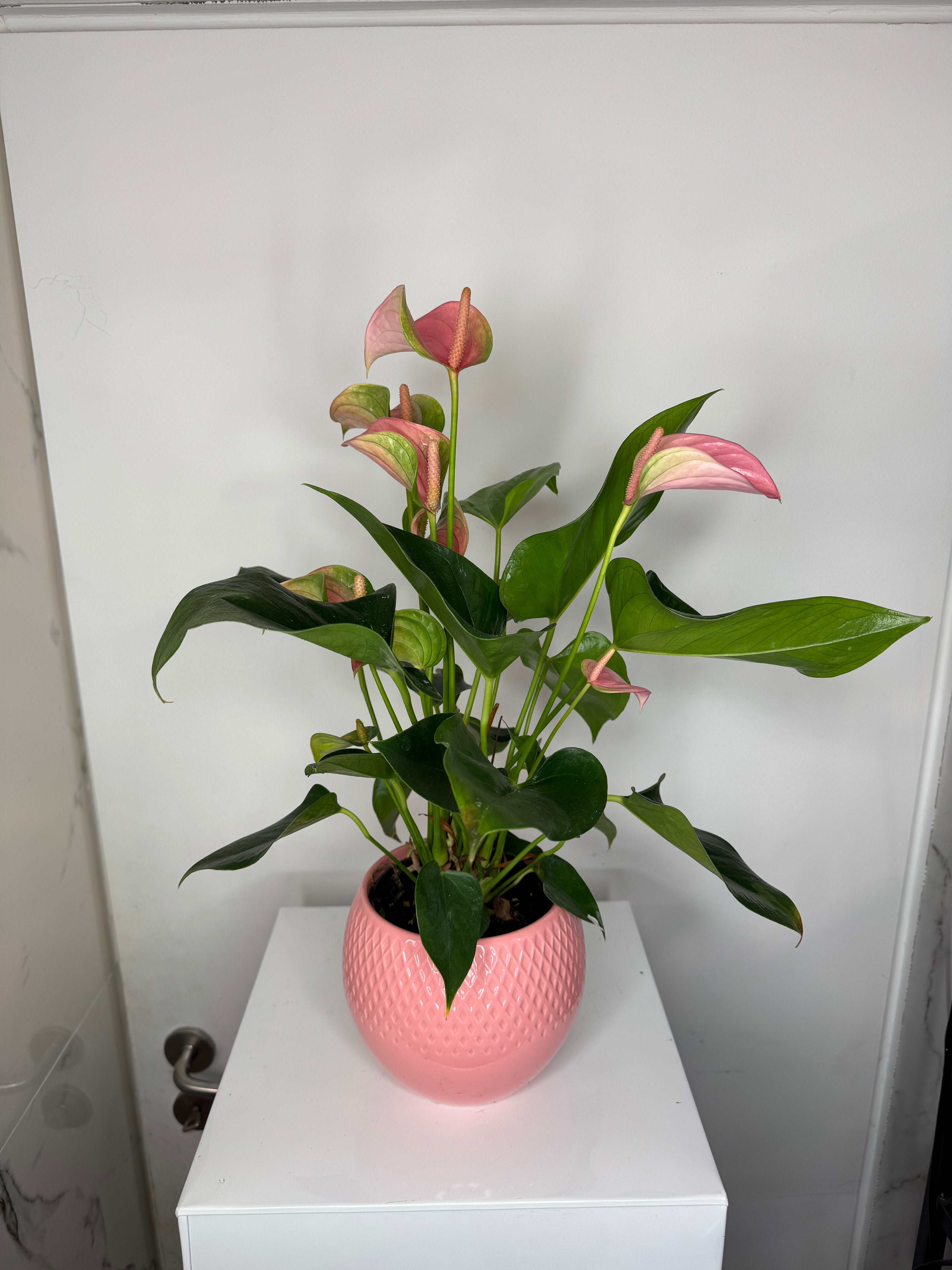 Roze Anthurium met de pot