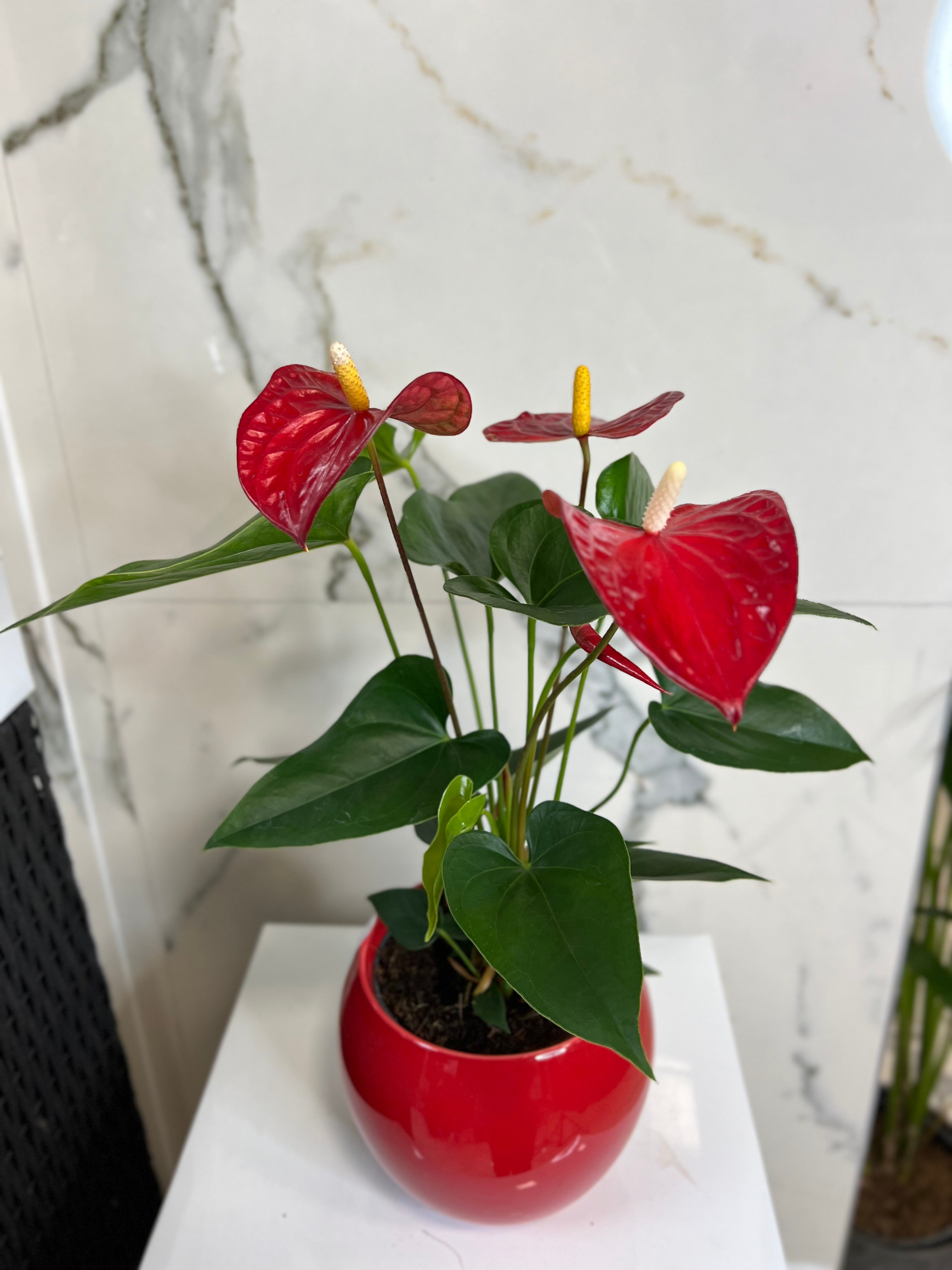Anthurium