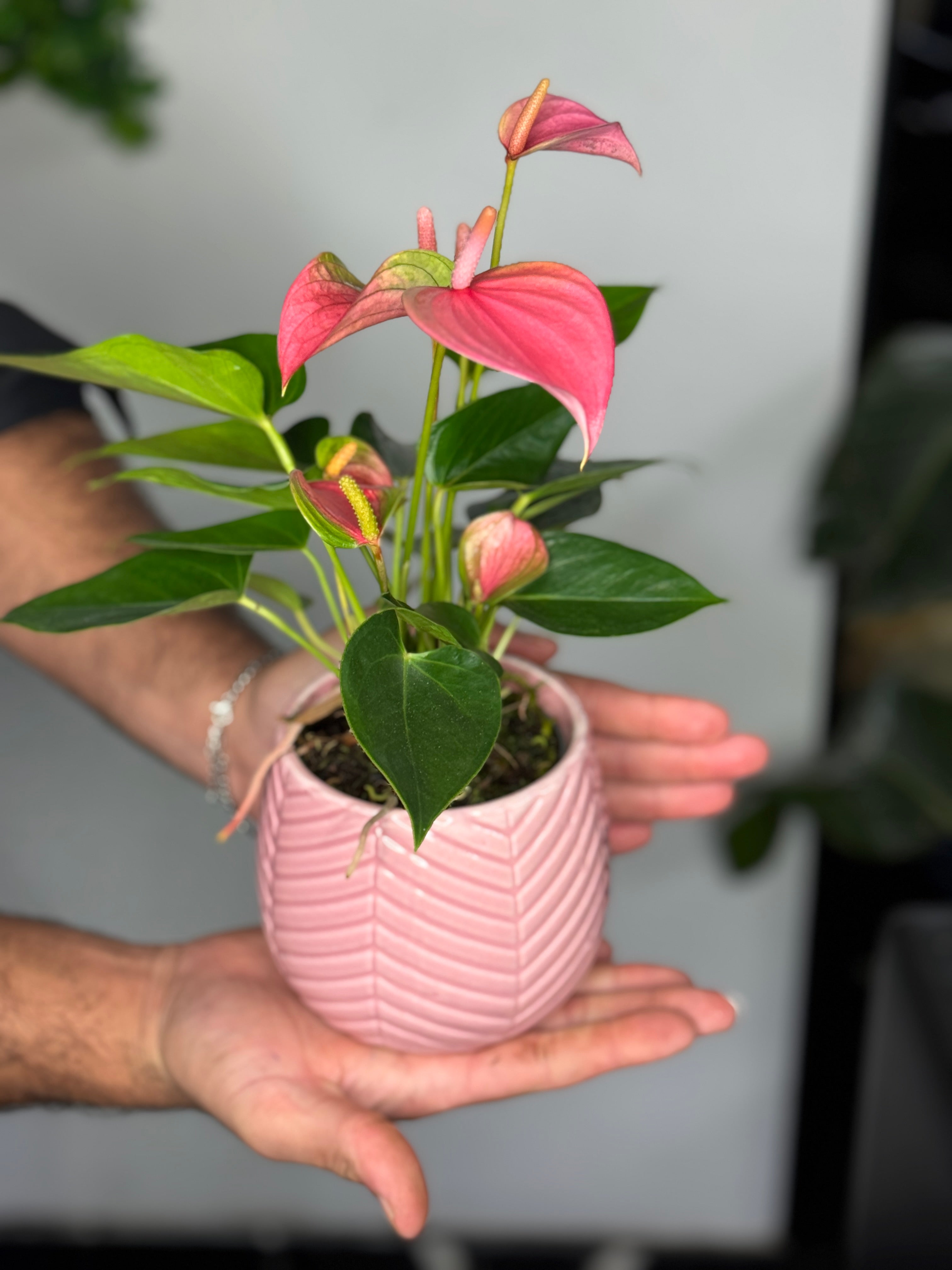 Roze anthurium met pot