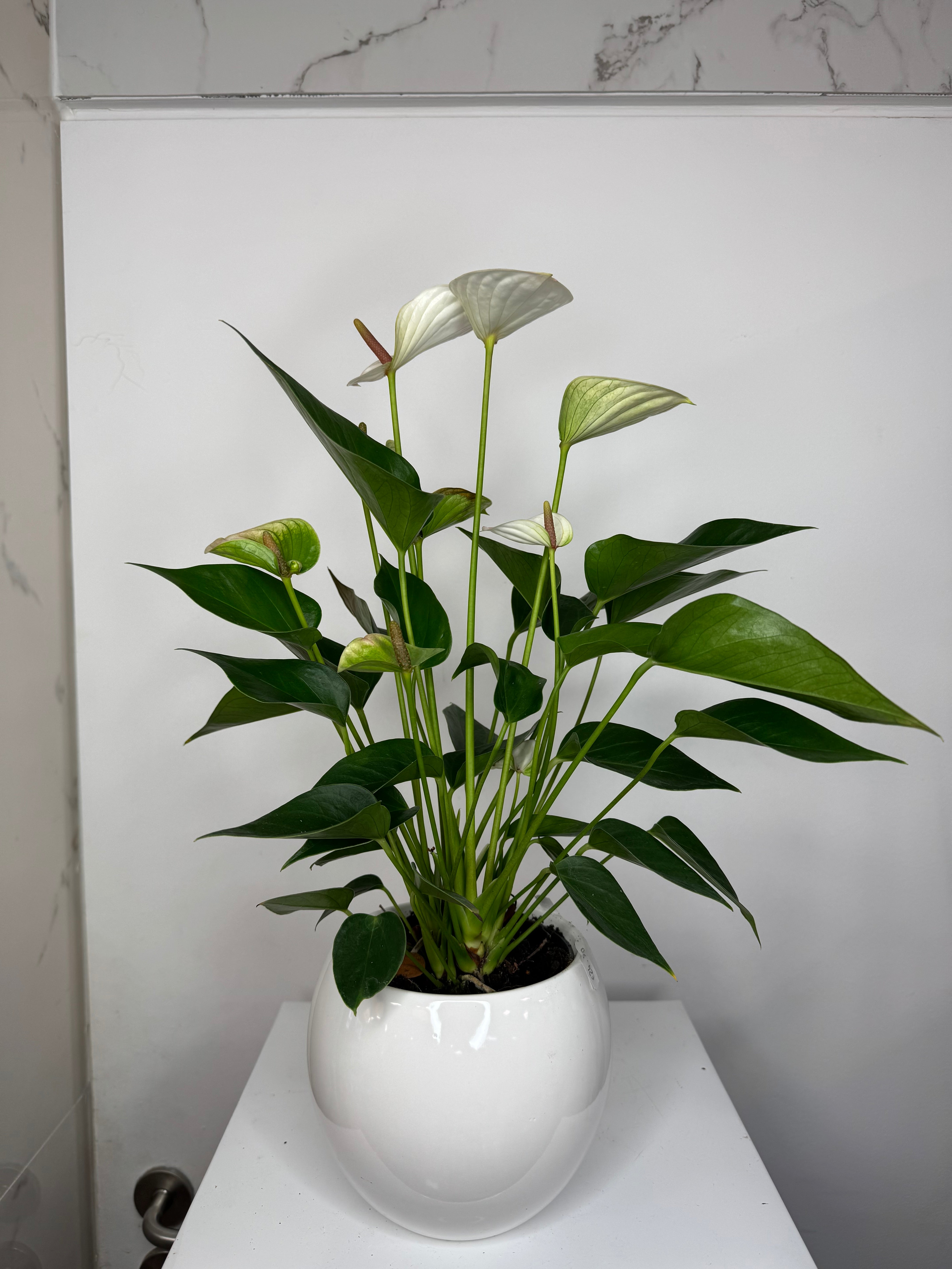 Witte anthurium met de pot