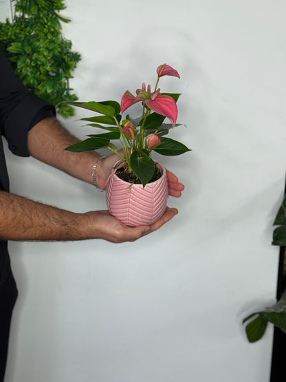 Roze anthurium met pot