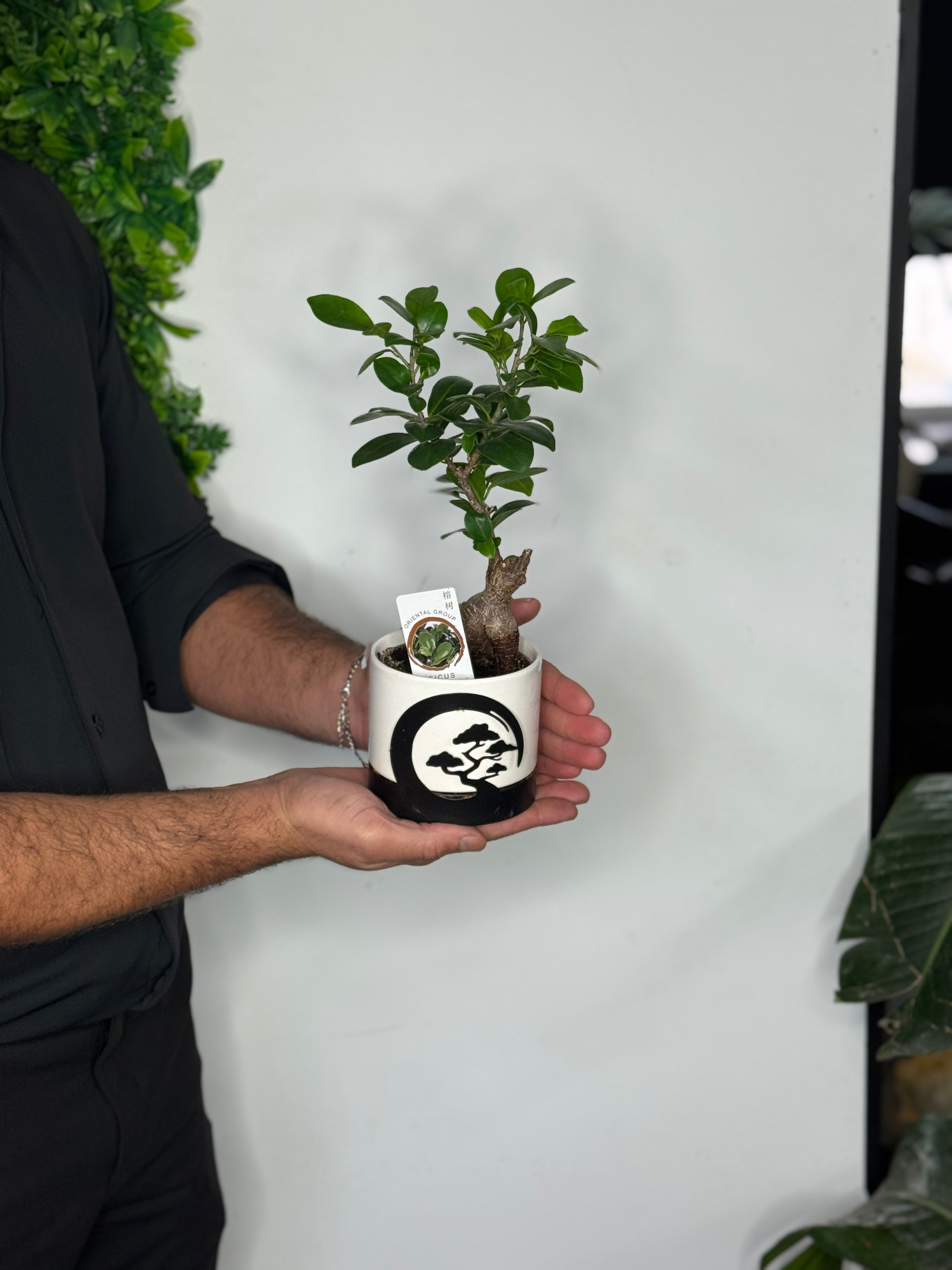 Ficus bonsai met pot