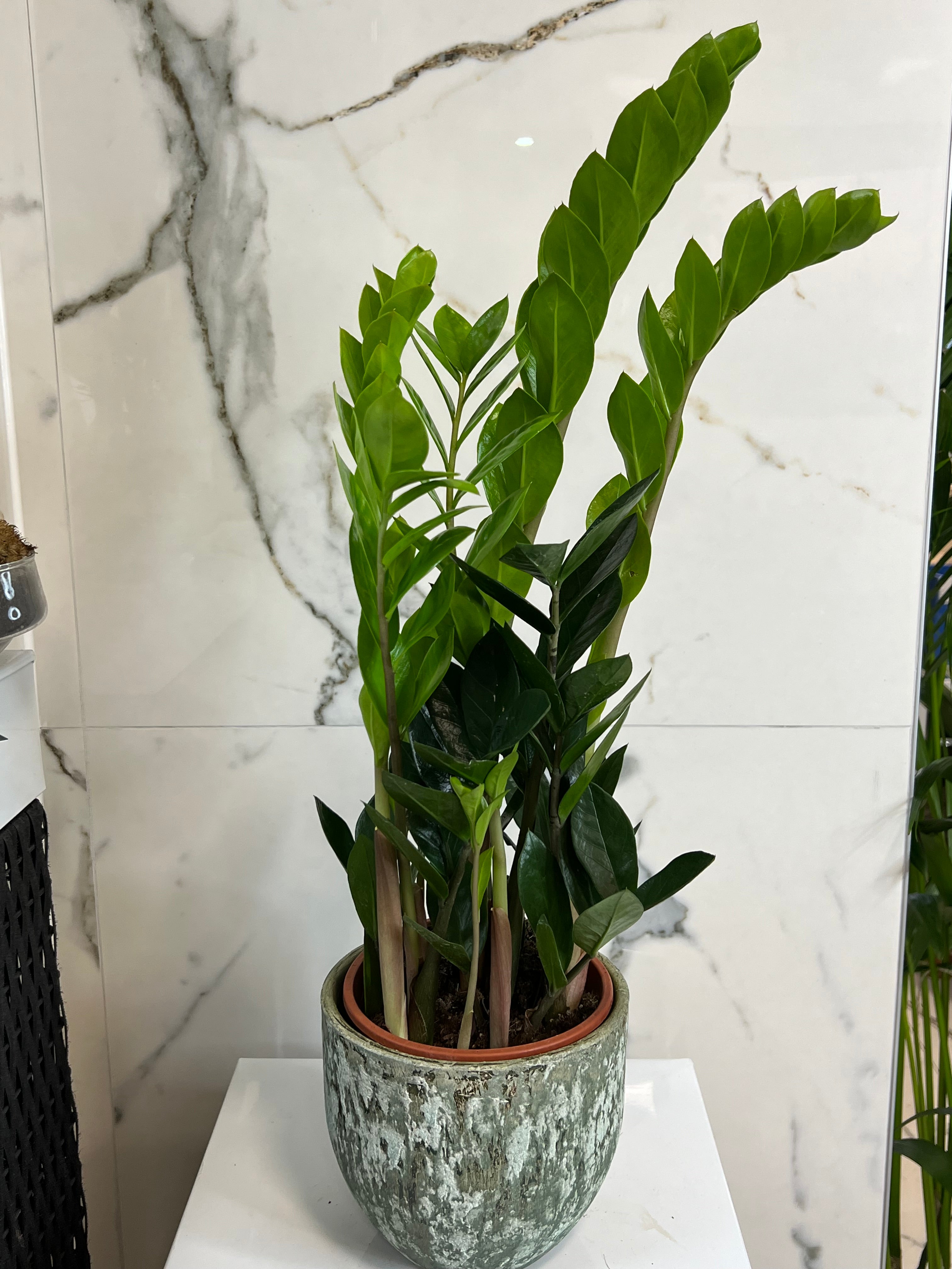 Zamioculcas