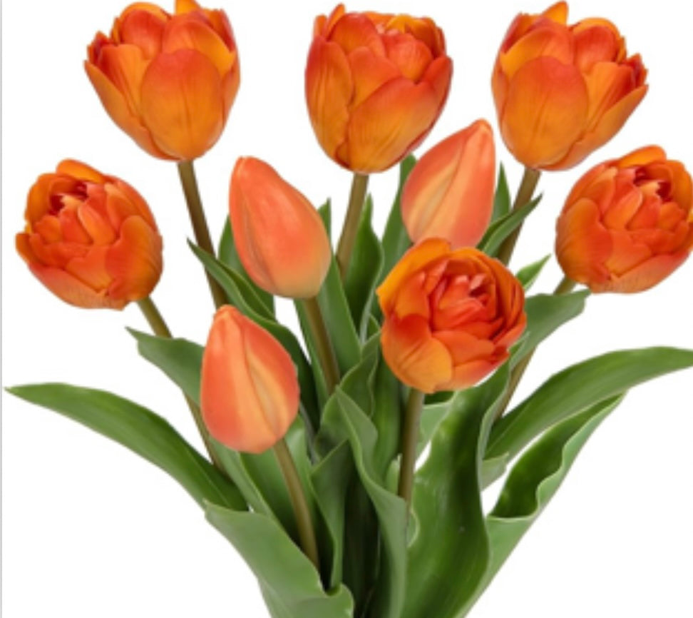 Oranje Tulpen