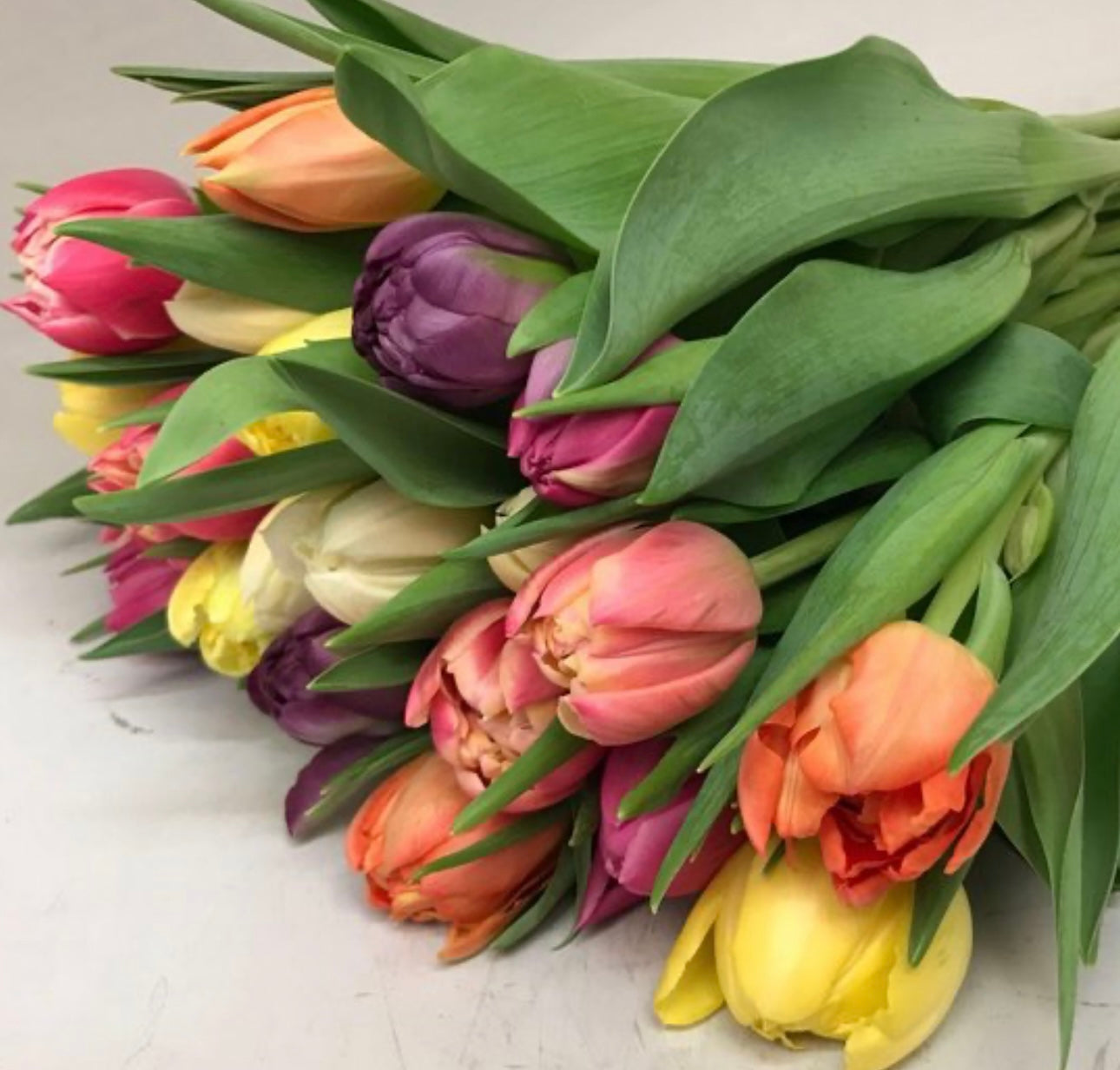 Mix Tulpen