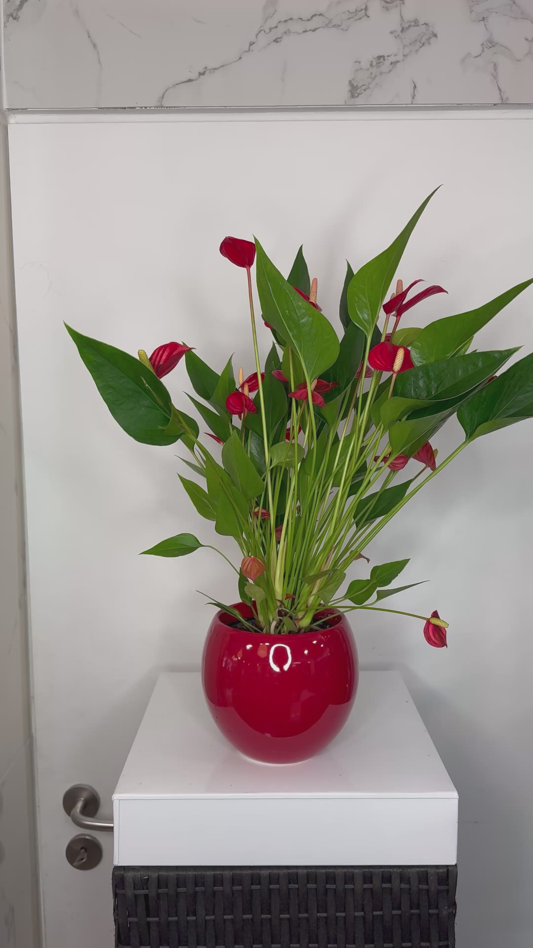 Rode anthurium met de pot