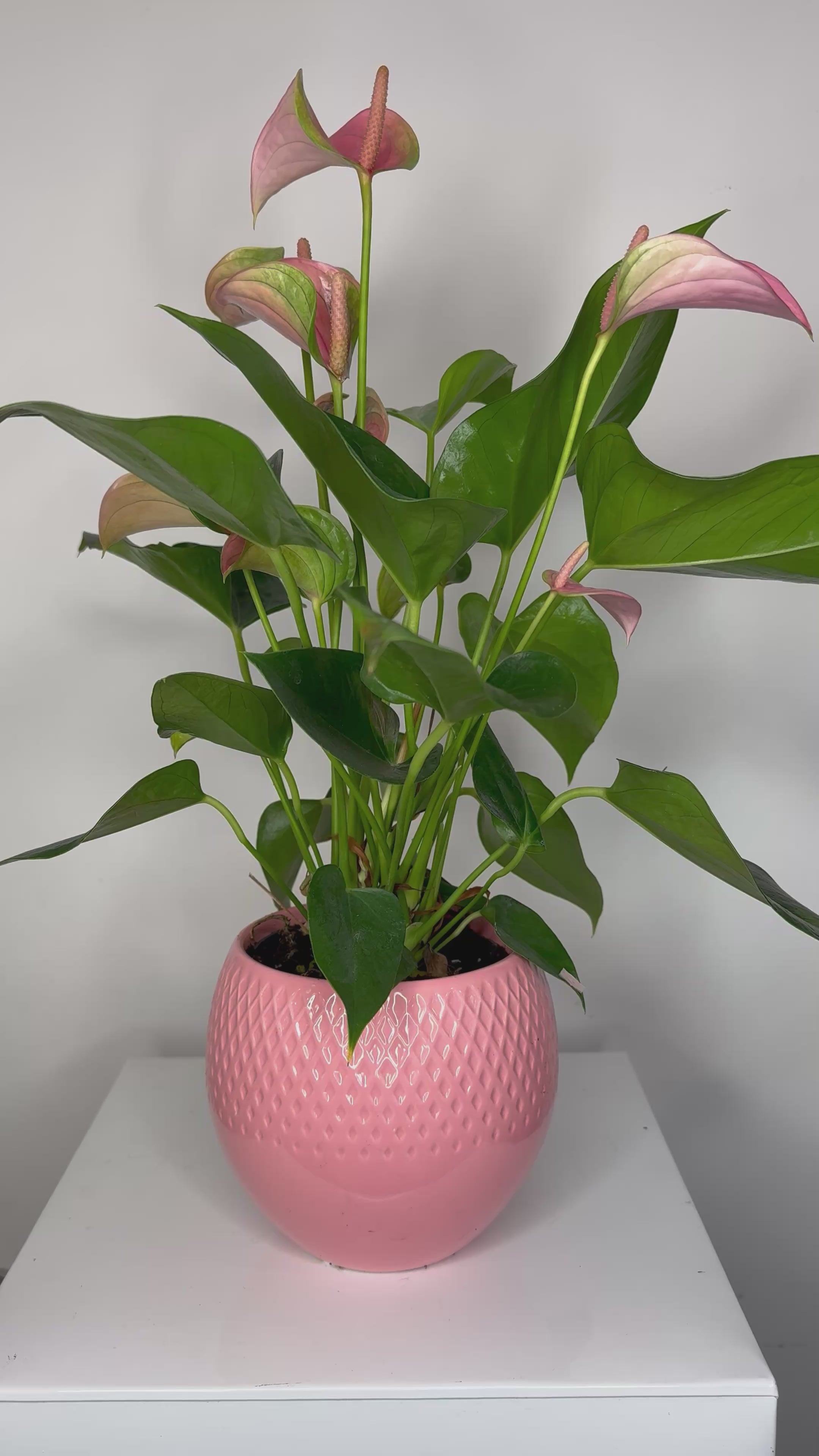 Roze Anthurium met de pot