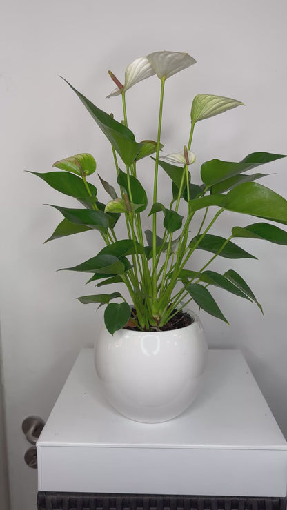 Witte anthurium met de pot